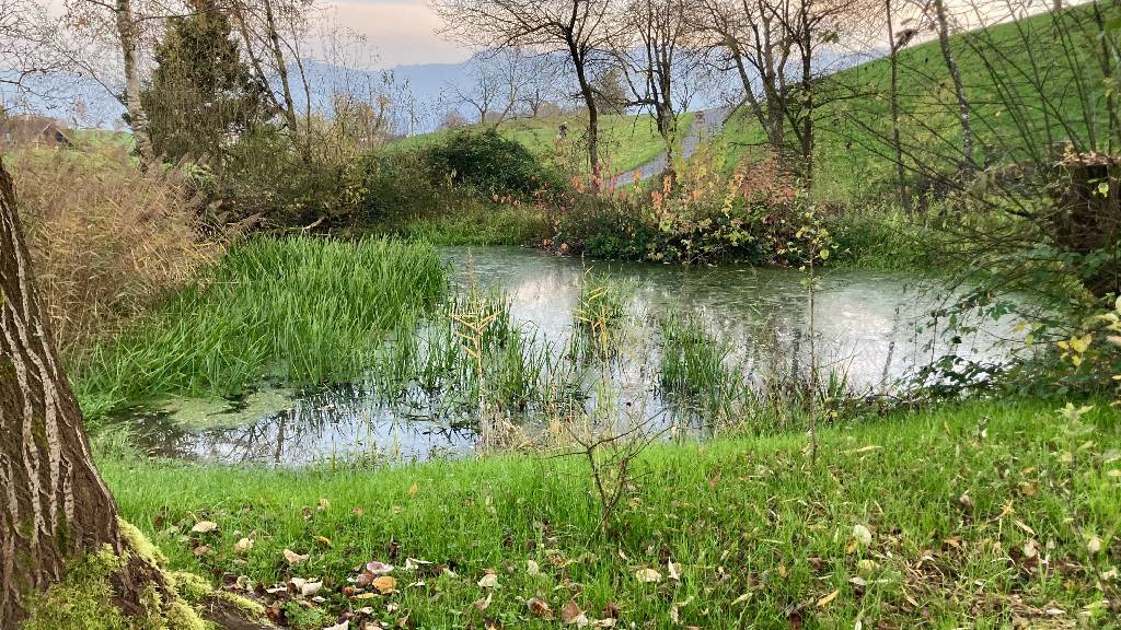 Aufgewerteter Weiher in Meggen