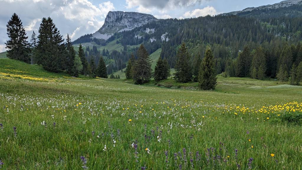 Wagliseichnubel, intakte Moorlandschaft