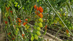 Spezialkultur Tomate
