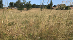 Braune, trockene Wiese