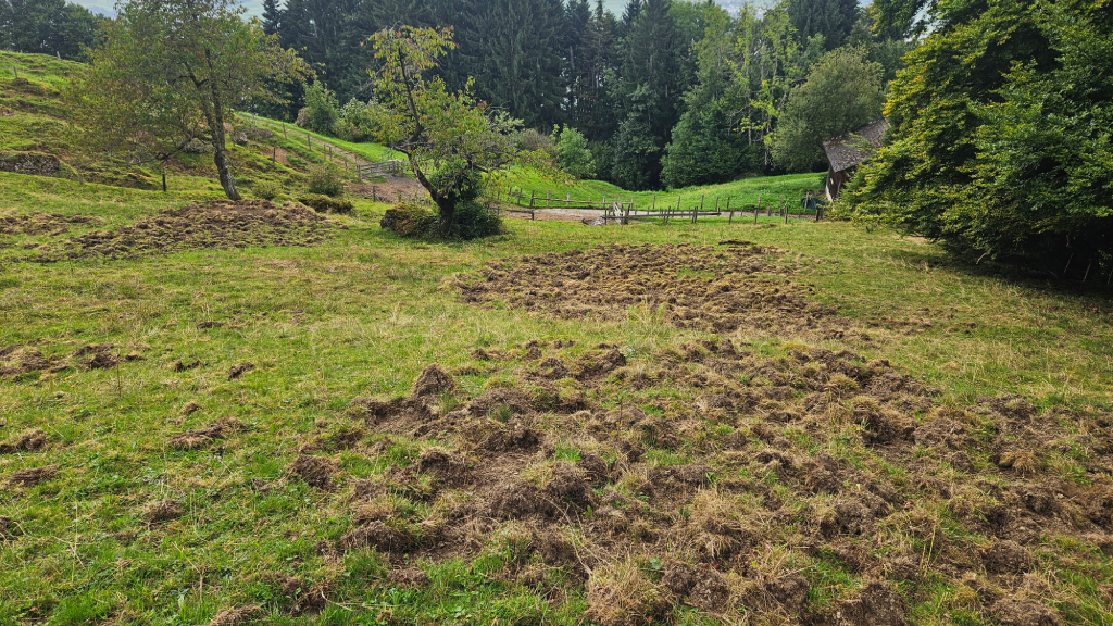 Wildschwein Wühlschaden in einer Weide in Greppen.