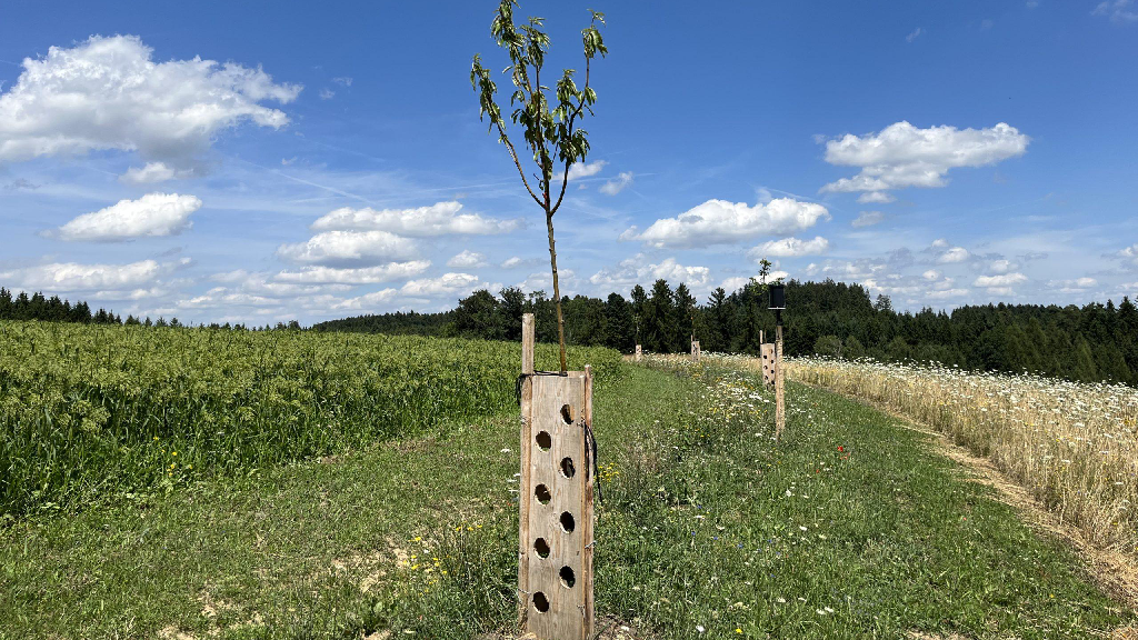 Keyline, Quelle Ebenrain