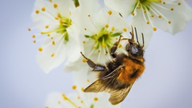 Insekt bestäubt eine Blüte