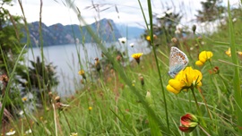 Rigi Südseite: Polyommatus icarus