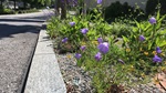Ruderalfläche mit Blumen