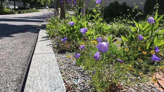 Ruderalfläche mit Blumen