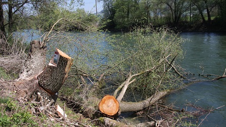 Artenförderung mittels Raubäume