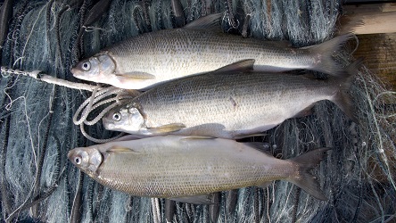 Fische müssen bestimmt Grösse aufweisen.