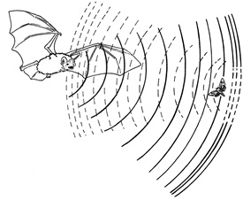 Ultraschall Fledermaus_Karin Heini