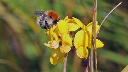 Mooshummel (Bild von Christine Dobler Gross)