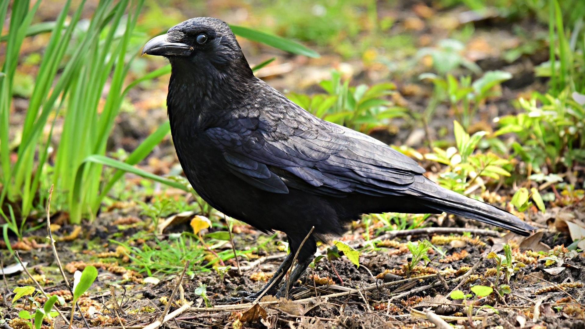 Krähe