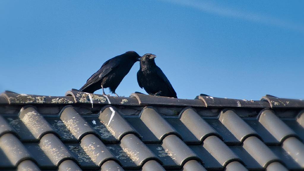 Krähen auf Hausdach