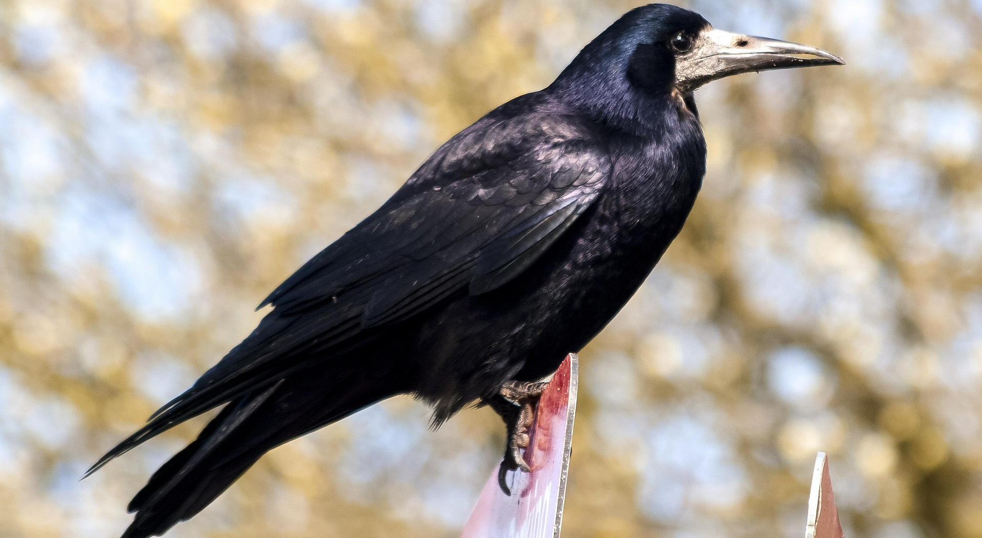 Krähen auf Hausdach