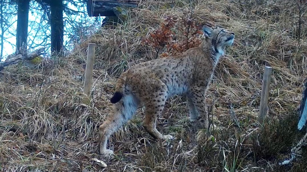 Luchs (Fotofallenbild)