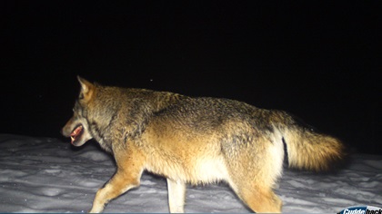 Wolf (Fotofallenbild)