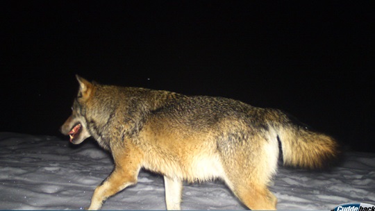 Wolf (Fotofallenbild)