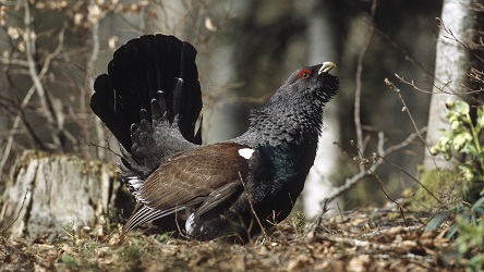 Das Auerhuhn eine seltene Tierart im Kanton Luzern.