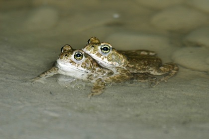 Kreuzkröte, Bild Max Renggli