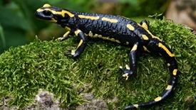 Feuersalamander (Salamandra salamandra terrestris)