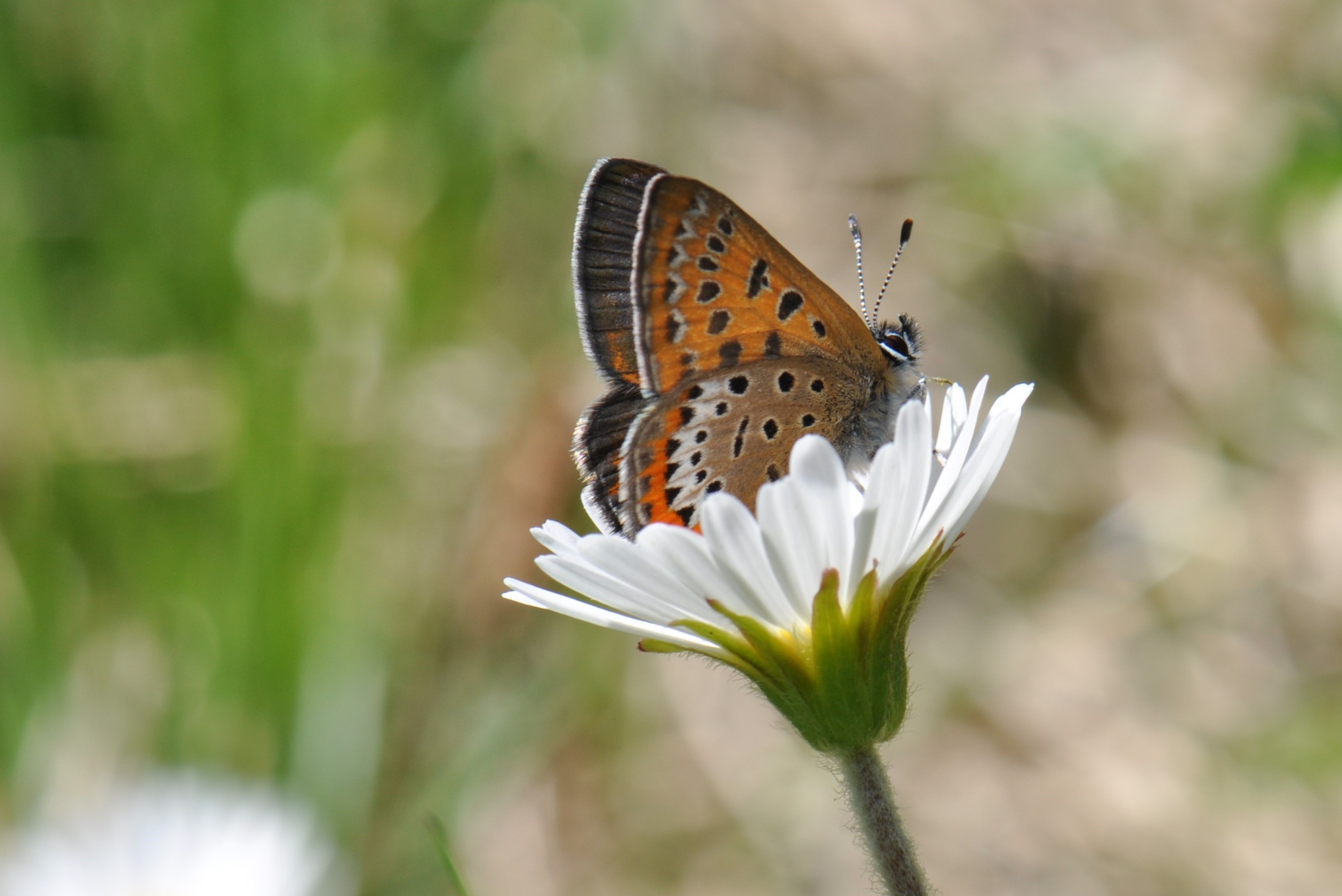 Tagfalter Lycaena helle
