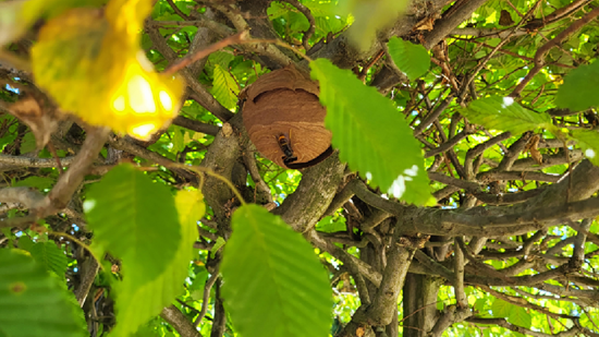 Primärnest der Asiatischen Hornisse (Bild von Nick Meier)