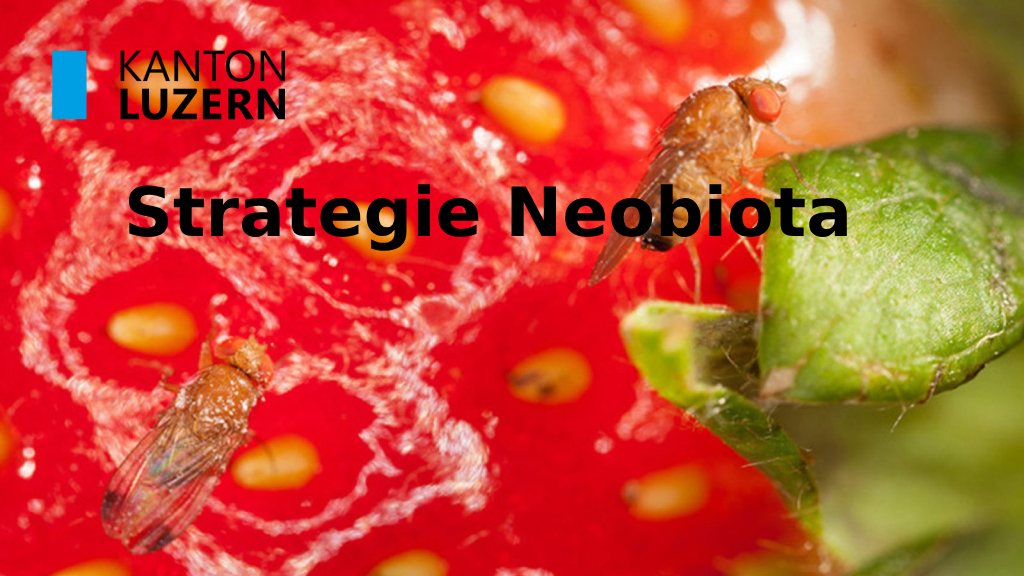 Strategie Neobiota