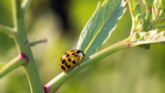 Asiatischer Marienkäfer