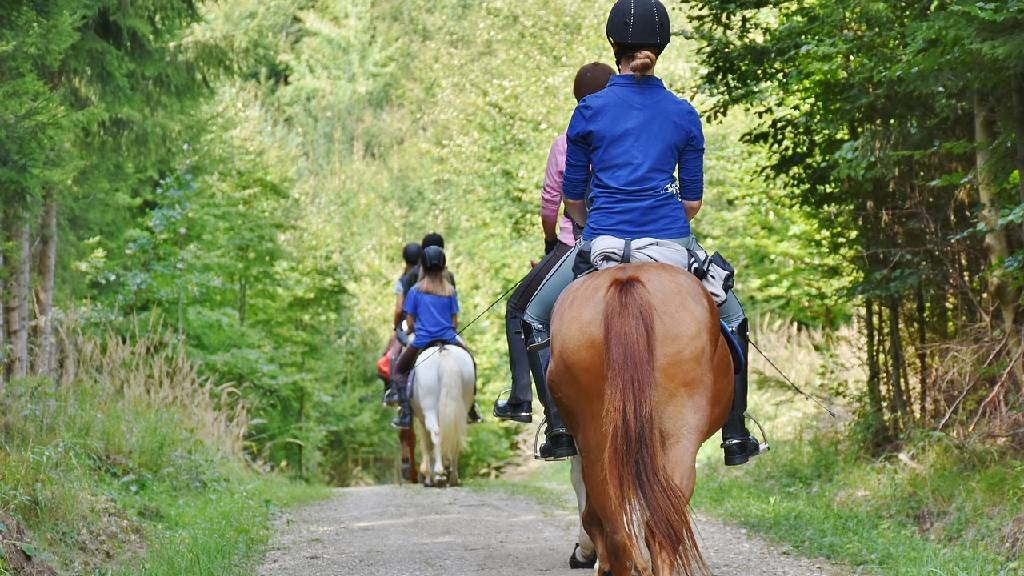 Reiterinnen und Reiter im Wald unterwegs