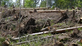 Holz wird gezielt liegen gelassen, um Moderprozesse zu ermöglichen.