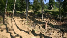 Schutzwald schützt vor Murgängen ("Schlammlawine")