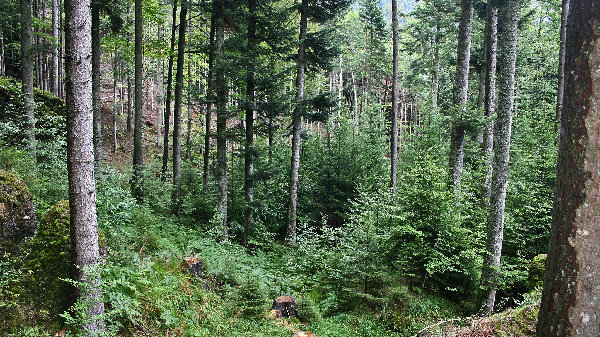 Stabiler Schutzwald: Kleine und grosse Bäume, junge und alte, verschiedene Arten