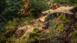 Waldboden mit jungem Bäumchen