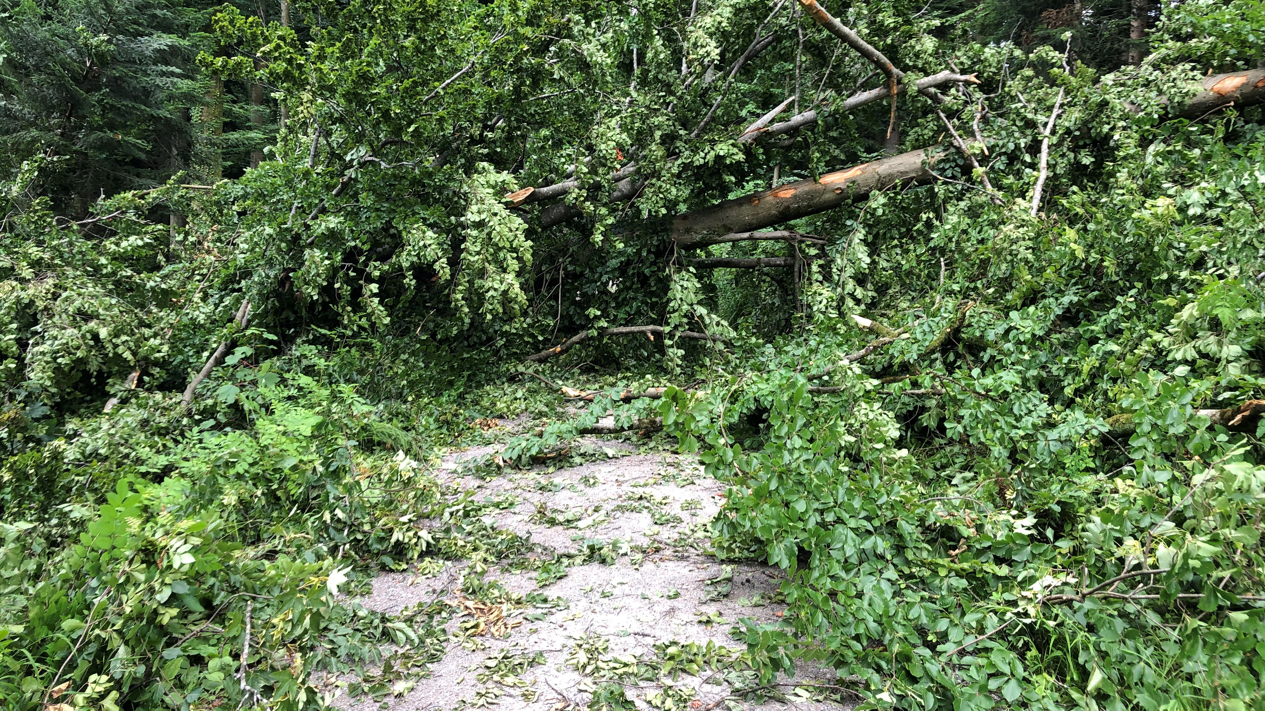 Sturm wirft Baum über einen Weg